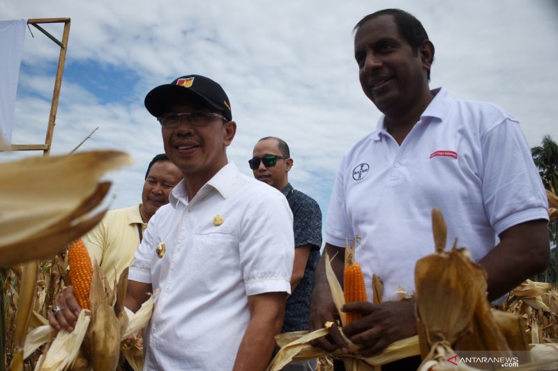 Panen raya Jagung pascabencana di Sigi