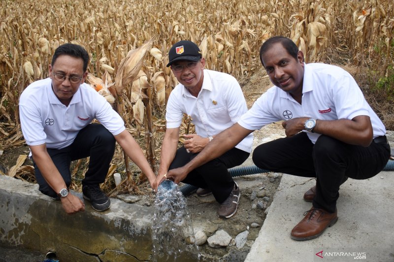 Panen raya Jagung pascabencana di Sigi