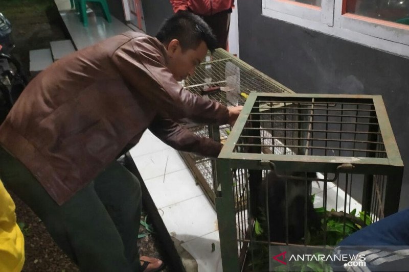 Surili tertangkap di Cianjur dibawa ke balai penangkaran untuk rehabilitasi