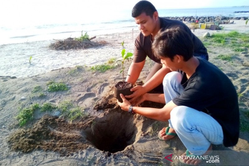 Cegah abrasi, milenial Pariaman tanam pohon pinago