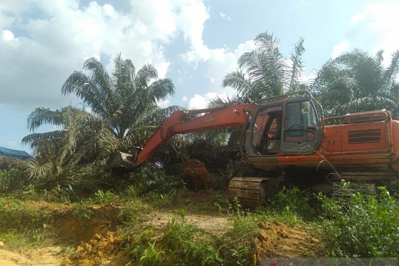 Petani gugat perdata DLHK Riau eksekusi ribuan hektare sawit Pelalawan