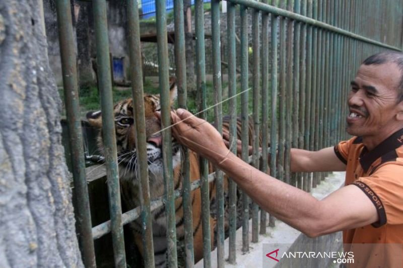 HARIMAU SUMATERA DI BUKITTINGGI