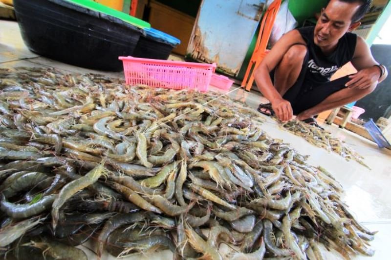 Target Produksi Udang Nasional