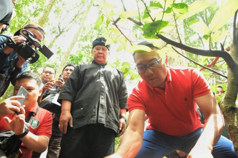 Ridwan Kamil ikut tanam pohon di Gerakan Leuweung Padjadjaran yang digagas PDIP