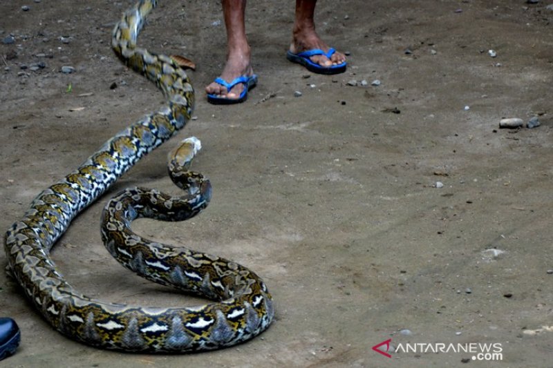 Warga Gowa tangkap ular Piton