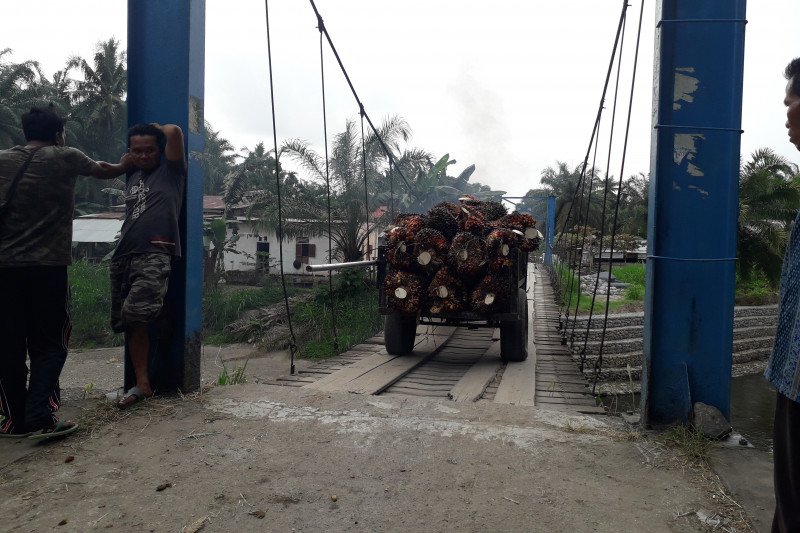 Berusia belasan tahun, warga Mahakarya Pasaman Barat berharap jembatan gantung diperbaiki (Video)