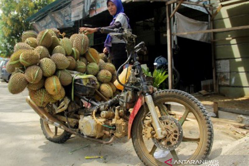 Musim durian di Mamuju