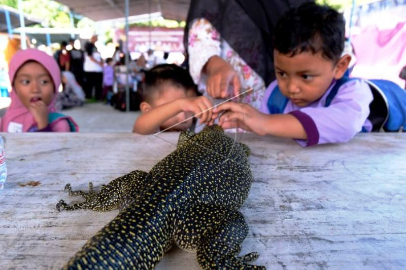 Belajar Mengenal Hewan Reptil Papua