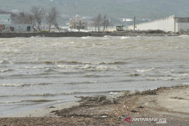 Buaya berkeliaran disekitar Sungai di Palu