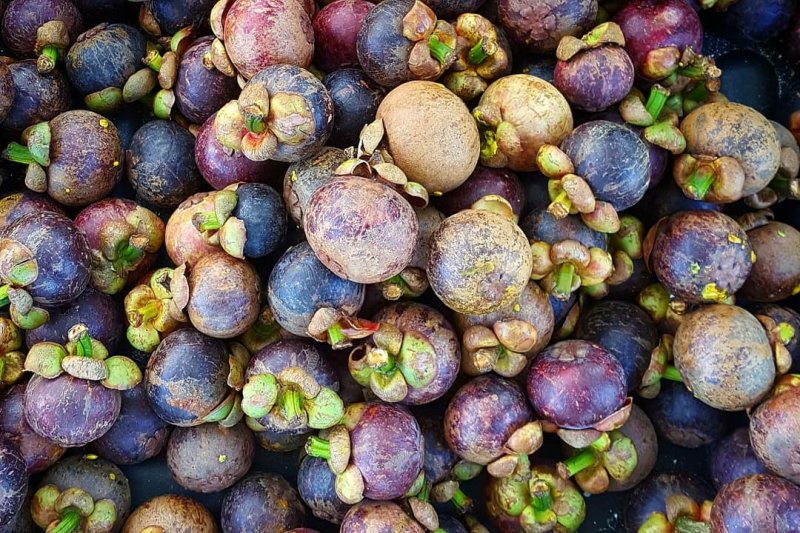 Manggis jadi salah satu buah unggulan di Purwakarta