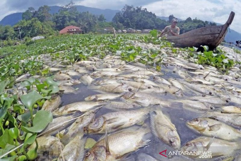 63 TON IKAN DANAU MANINJAU MATI