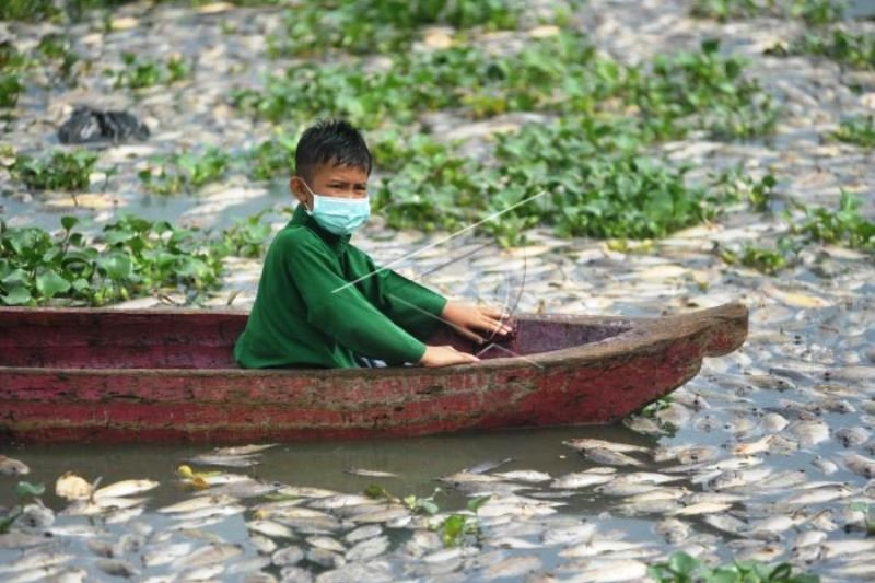 Penanganan kematian Ikan Danau Maninjau