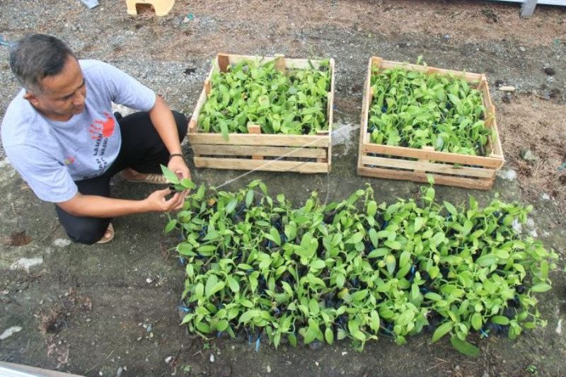 Potensi Budidaya Tanaman Vanili di Aceh