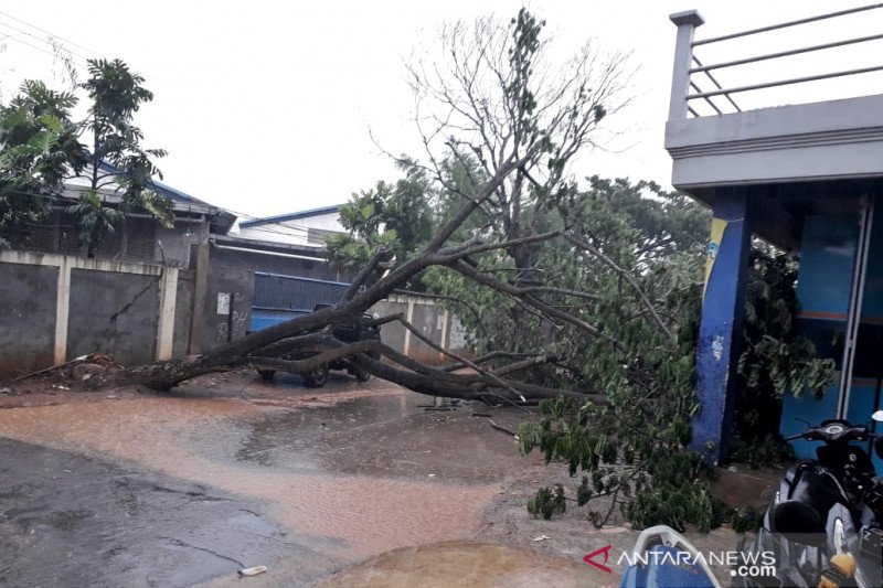 Hujan disertai angin kencang akibatkan rumah rusak dan pohon tumbang di Bandung