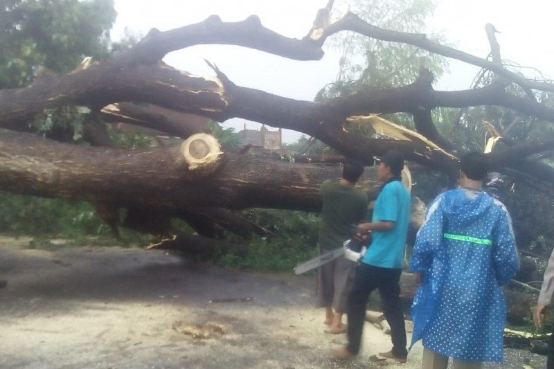 Pohon ukuran raksasa di Kediri tumbang diterjang angin