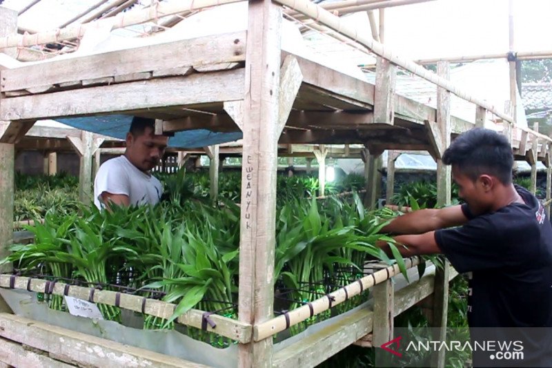 Tiga negara ini tujuan ekspor terbesar bunga dracaena dari Sukabumi