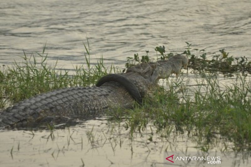 Buaya terjerat ban diduga akibat diburu warga