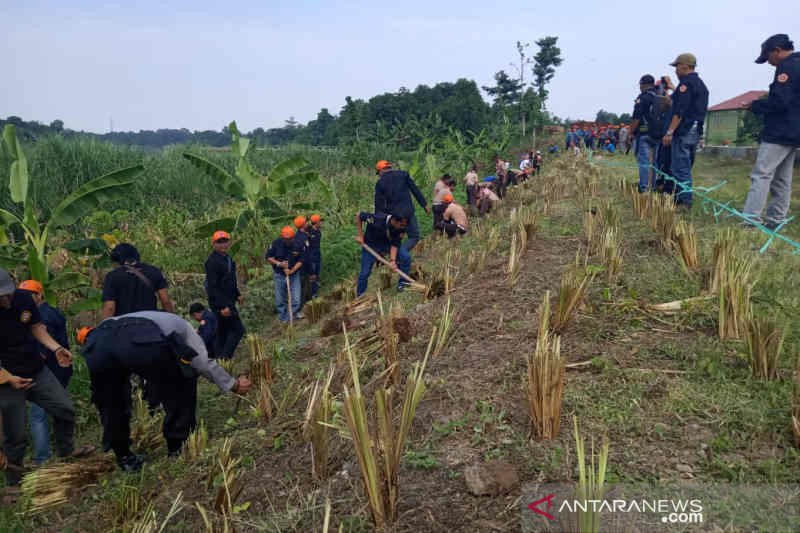 58.280 rumput vetiver ditanam di tanggul Sungai Cimanuk Indramayu