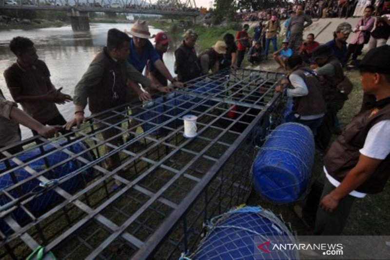 Pemasangan perangkap buaya terjerat ban