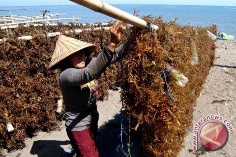 Produksi rumput laut Parigi Moutong capai 13 ribu ton selama 2019