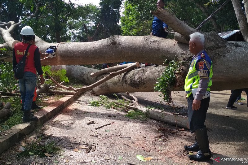 Pohon tumbang