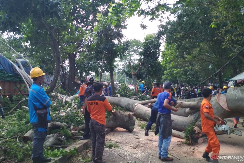 Pohon tumbang