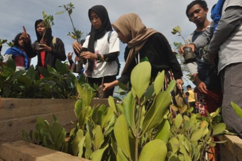 Ditpolairud Polda Sulteng tanam 3000 mangrove di Pantai Teluk Palu