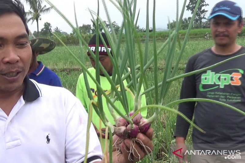 Bawang merah kualitas super dikembangkan petani Sukabumi