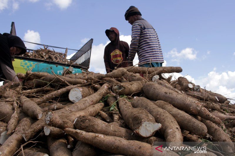 Target produksi ubu kayu