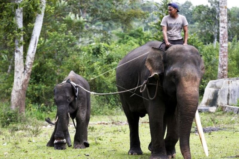 Penyelamatan Gajah Sumatera