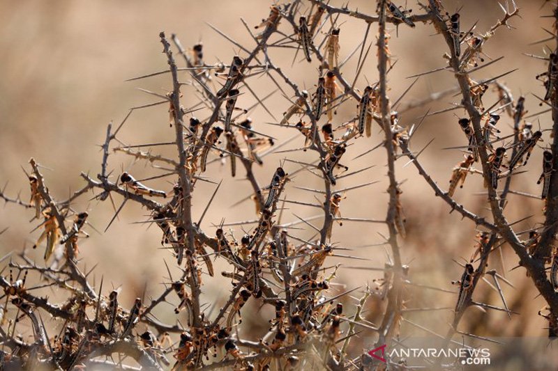Kenya diserbut jutaan belalang