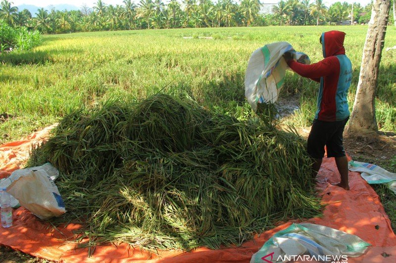 Penen lebih awal akibat terendam banjir