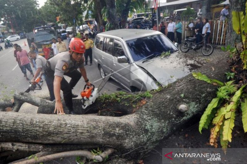 POHON TUMBANG TIMPA MOBIL DI PADANG