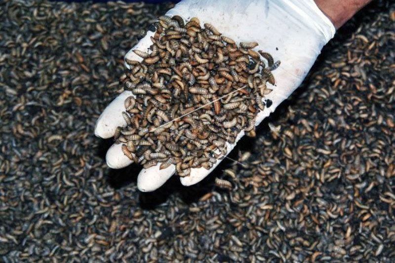 Produksi Larva Kering Untuk Ekspor