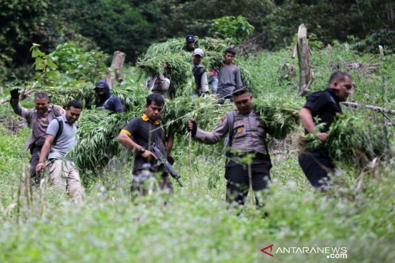 PEMUSNAHAN LADANG GANJA ACEH