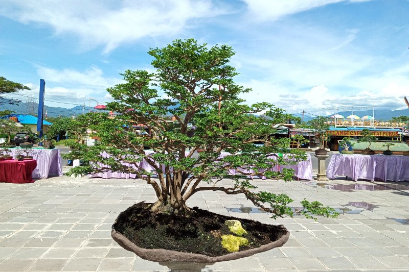 Bonsai Rp100 juta dipamerkan di pameran jemur bonsai 2020