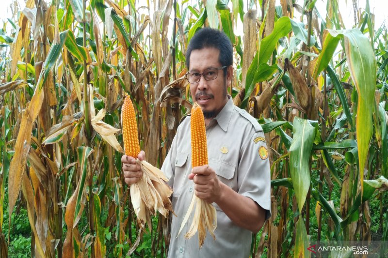 Balittra Sukses Bertanam Jagung Tanpa Mengenal Musim Antara News Kalimantan Selatan