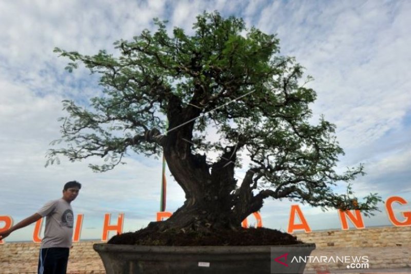 PAMERAN DAN BURSA BONSAI