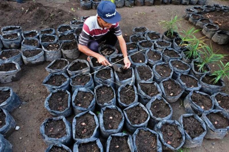 Harga Jahe Merah Melonjak