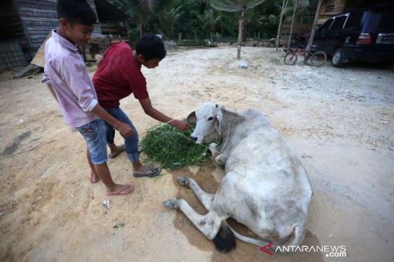 SAPI DITERKAM HARIMAU SUMATRA