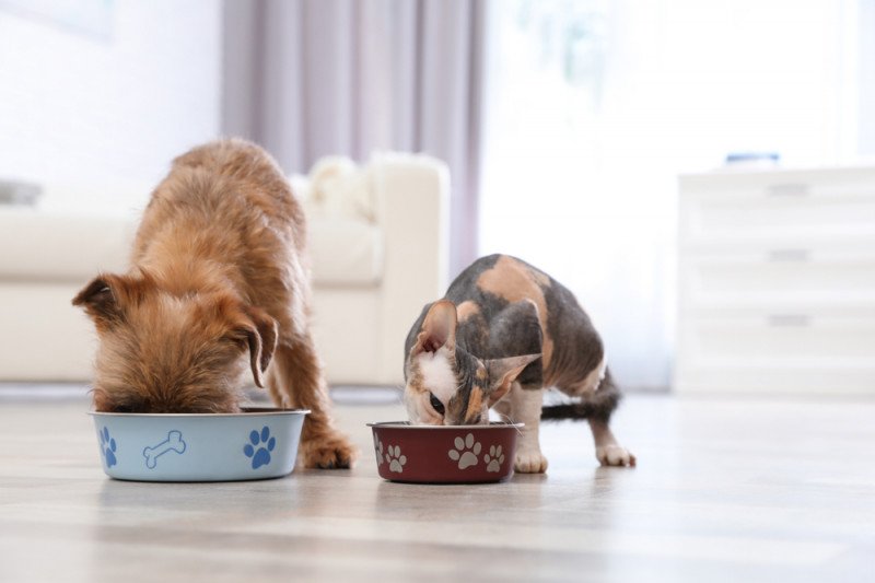 Seekor anjing dan tiga kucing tertular virus corona dari pemiliknya