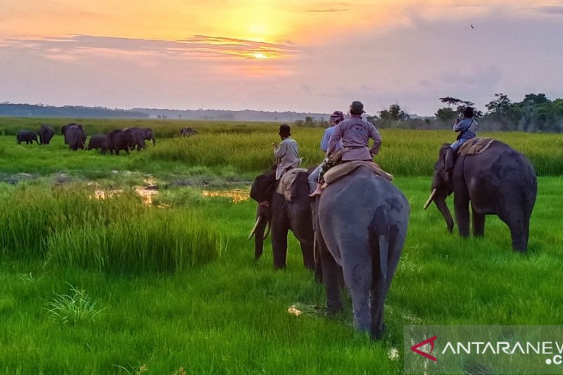 Populasi gajah di TN Way Kambas kini 64 ekor
