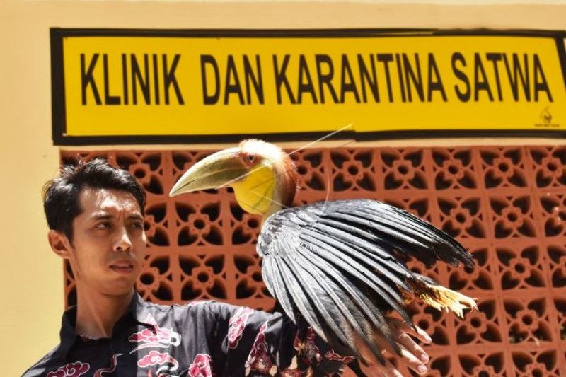 Karantina Burung Julang Emas