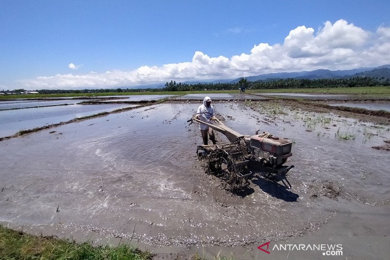 Tahun ini, Parigi Moutong targetkan produksi padi ladang 909 ton