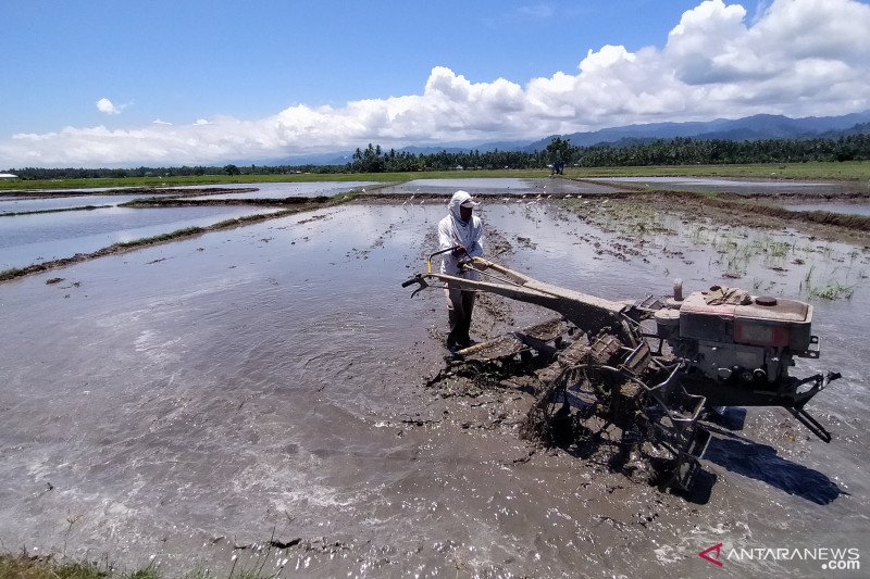 Petani di Parigi Moutong tetap bersawah