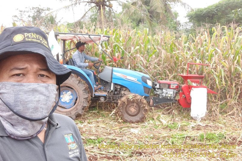 Petani Banten memasuki musim panen raya padi