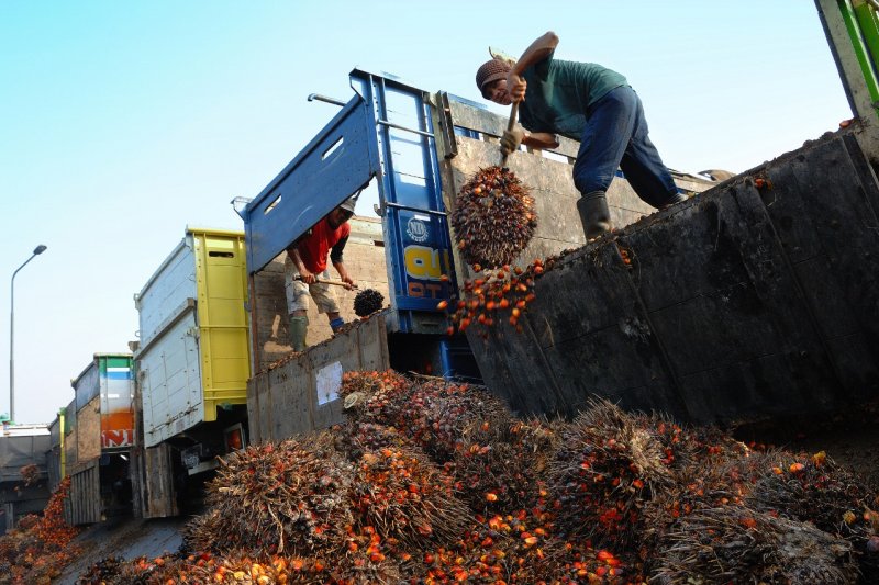 PTPN VIII konversi lahan karet menjadi kebun sawit