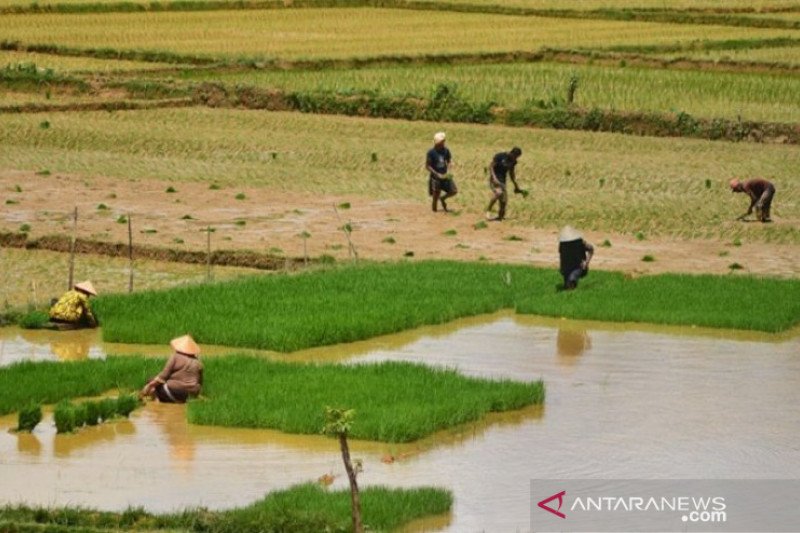 Petani Aceh Barat Daya Jaga Ketahanan Pangan Di Tengah Wabah Covid 19 Antara Sumbar