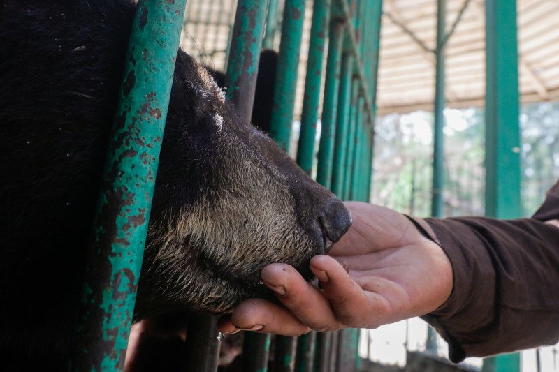 Penjaga dan hewan saling menemani di kebun binatang Kairo, lawan kesepian