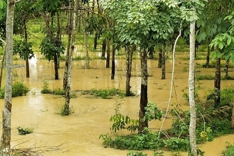  Ratusan hektare kebun masyarakat Mesuji terendam banjir